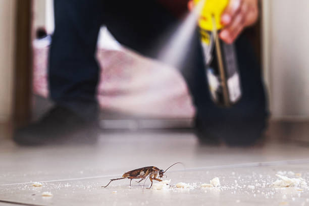 Best Affordable Pest Control Services  in Germantown Hls, IL